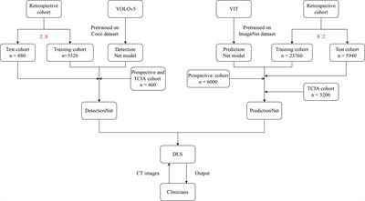 Accurate preoperative staging and HER2 status prediction of gastric cancer by the deep learning system based on enhanced computed tomography